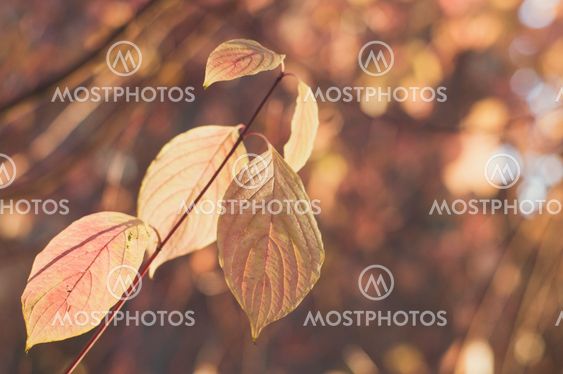 Twig with pale orange leaves on colorful blurred background