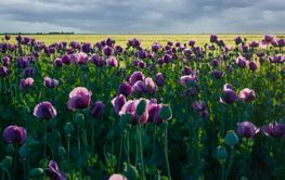 Purple poppy flowers (Papaver somniferum) bloom in a...