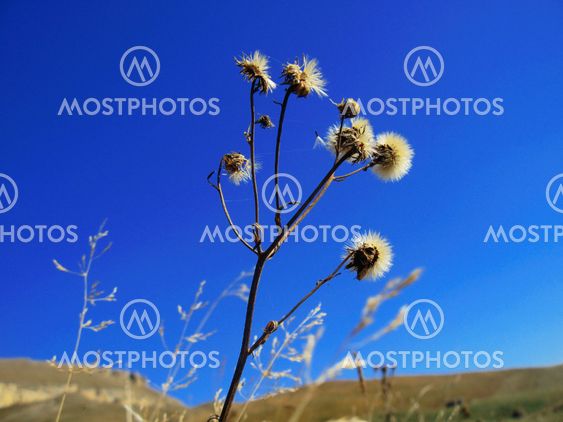 Meadow plant on the caucasus summer field