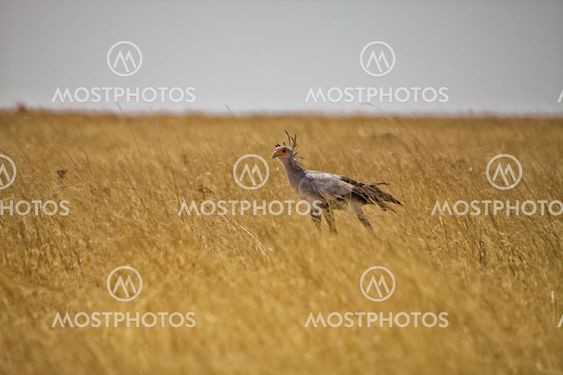 secretary bird in high grass at etosha national park namibia