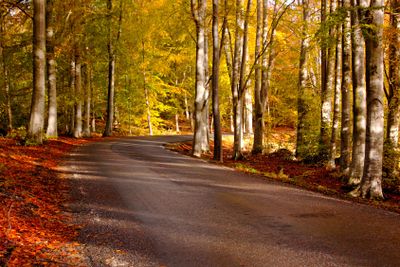 Road into autumn_2