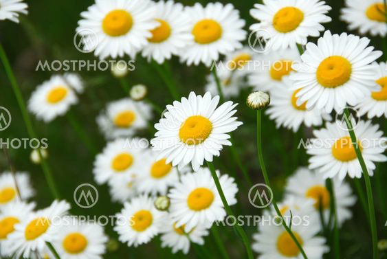 Summer daisies
