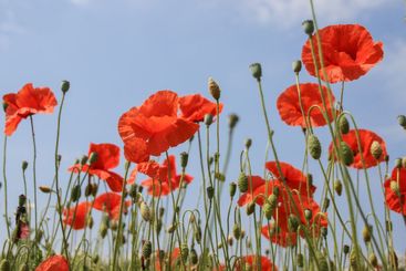 Blommande vallmo i Skåne i juni - Silvertid