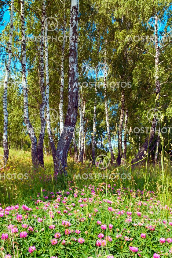 Birches toimialuepuuryhmän