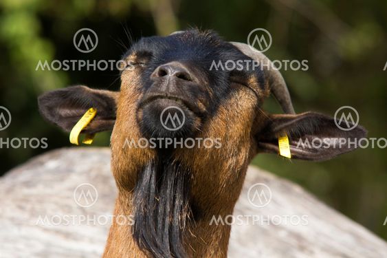 Goat enjoying the sun