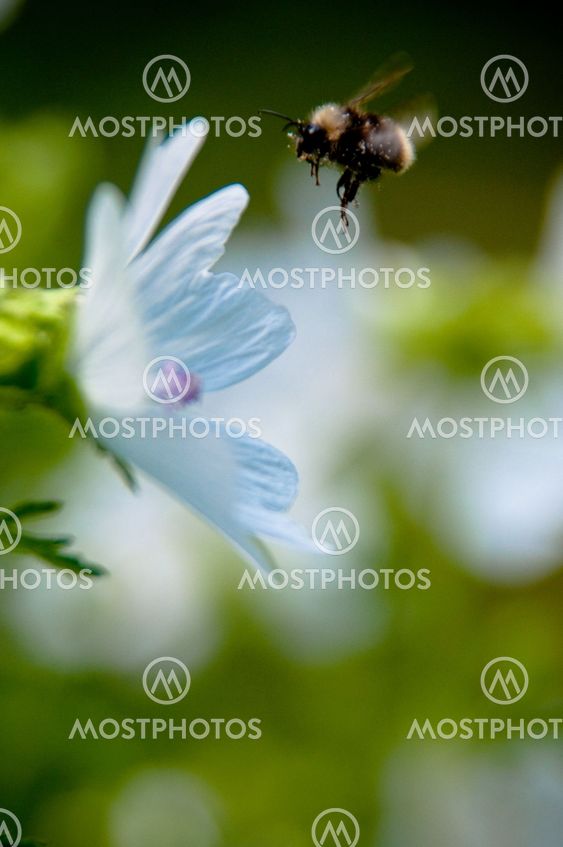 Flower and a bumble bee