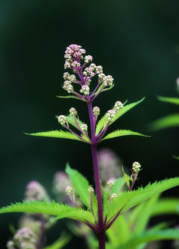 Flowers, meadow and outdoor blooming in garden, peaceful...