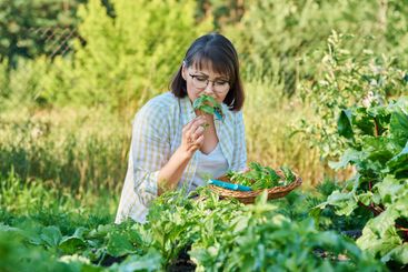 Smiling woman with harvest of basil leaves in summer...