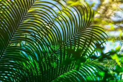 View of a sub tropical date palm tree branches with...