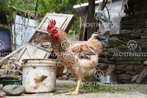 closed up the chicken in the backyard