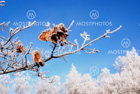 Winter branch with some leaves left