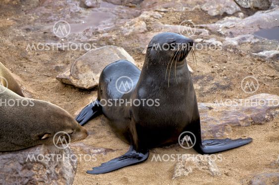 fur seal on the beach at cape cross seal reserve namibia near the skeleton coast