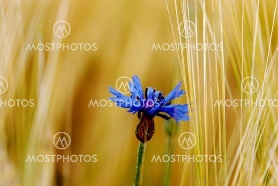 Corn flower at a rye field