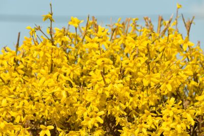 Yellow blossoms of forsythia 