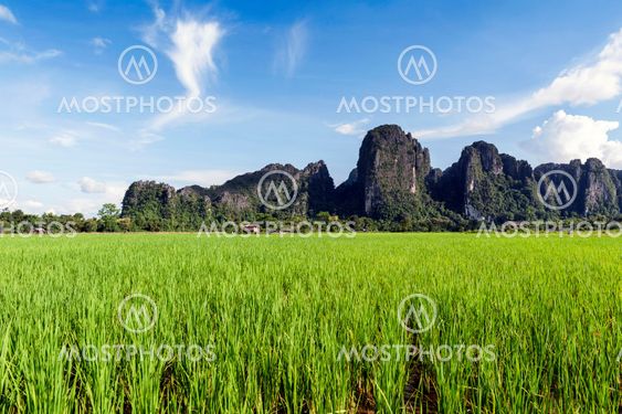 Green rice paddy field and limestone mountains in Vang Vieng, popular tourist resort town in Lao PDR.