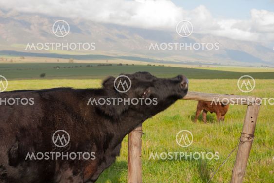 Flirting cow