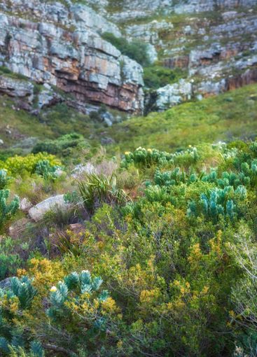 Flowers, mountain and outdoor for peace in nature,...