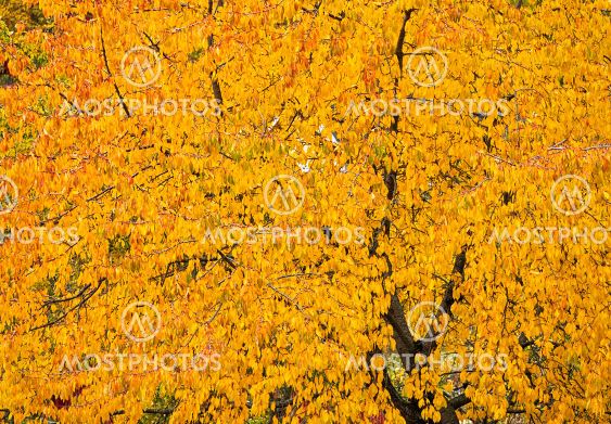 Background of a big yellow tree in autumn.