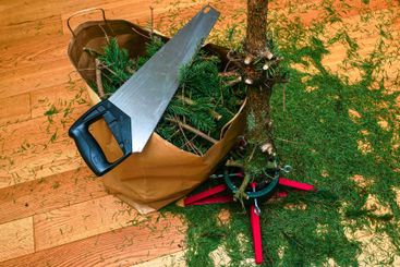 Christmas tree after the holidays with cut branches in a...