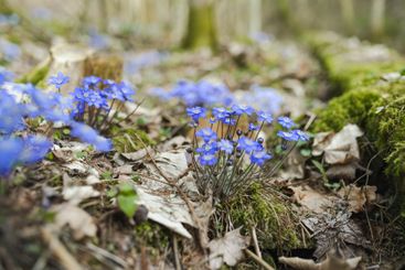 Blossoming hepatica flower in early spring in forest.