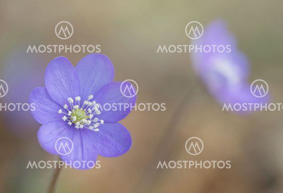 Hepatica nobilis during spring