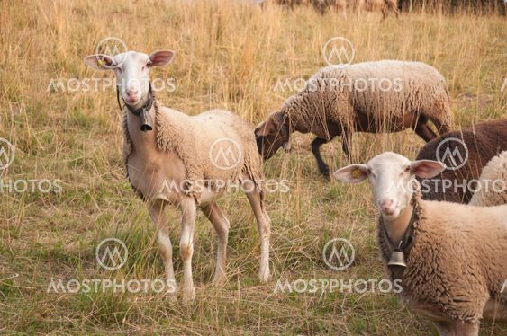 White Sheep with Ear Chips naturally in sync