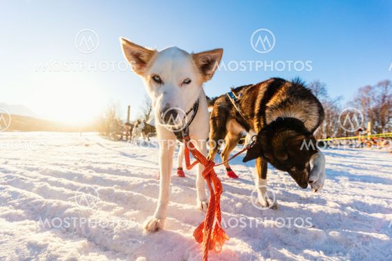 Husky dogs
