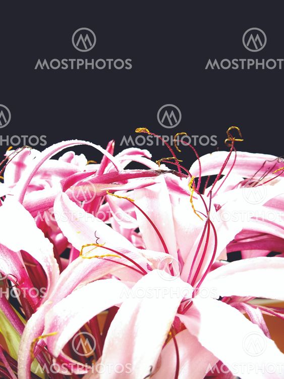 The Giant Spider Lily -8
