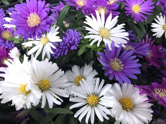 Flowers in the garden