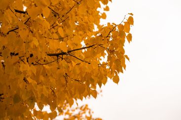 Vibrant yellow leaves adorn branches against a pale sky...