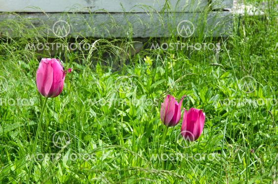 Red tulips among weeds