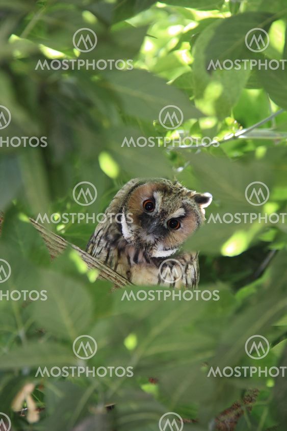 owl on green tree