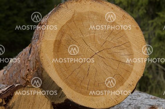 Wood