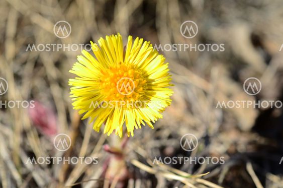 Coltsfoot