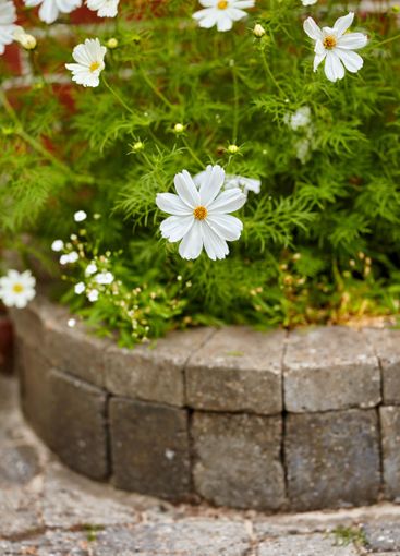 Flowers, nature and Garden Cosmos with growth for...