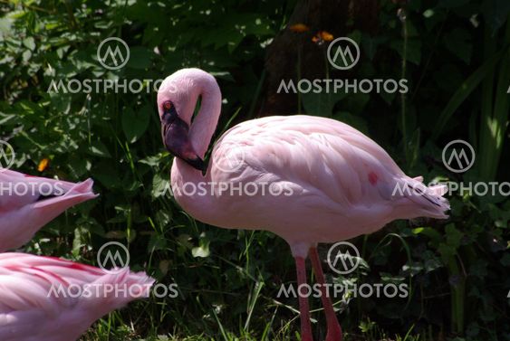 pink flamingo
