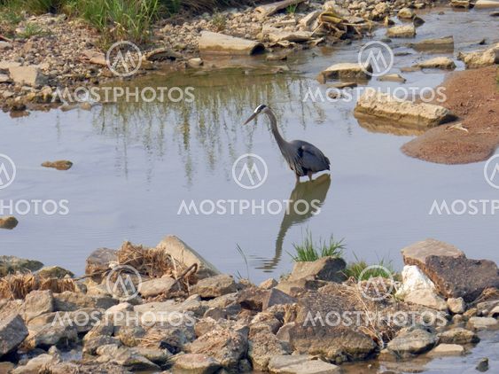 Blue Heron wading in the ditch