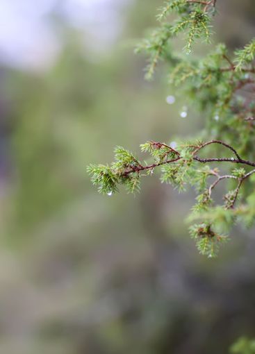 Close-up of juniper tree. Medicinal evergreen plant.