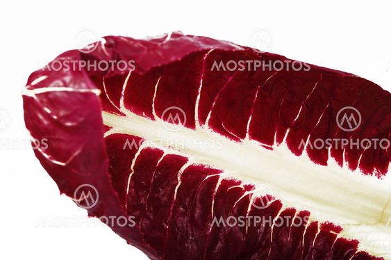 chicory radicchio isolated on white
