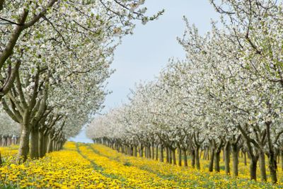 Blossoming apple orchard  