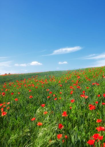 Wheat field, blue sky and poppy flowers in countryside...