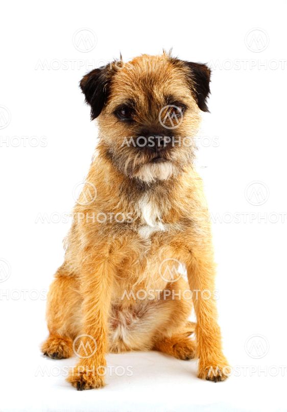 engelsk borderterrier