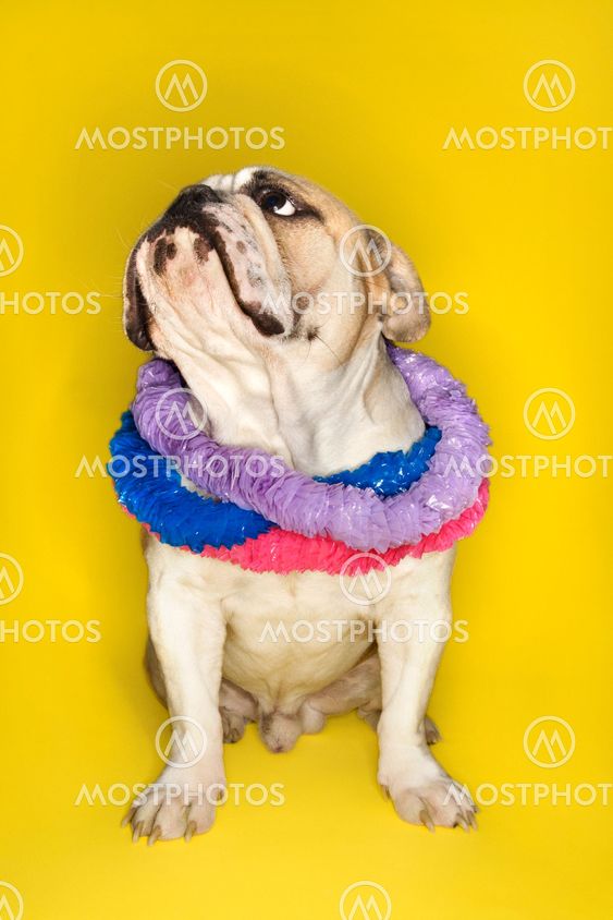English Bulldog wearing lei.