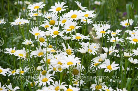 flowers white daisies the field among a grass