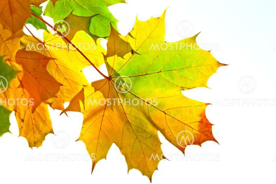autumn leaves