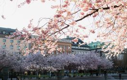 Woman under cherry blossom tree in Kungstradgarden, Sweden