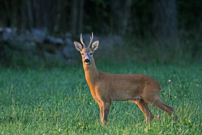 Råbock i kvälls ljus