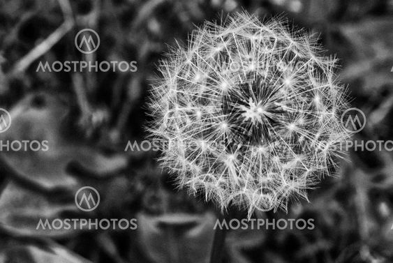 Taraxacum Flower, Italy