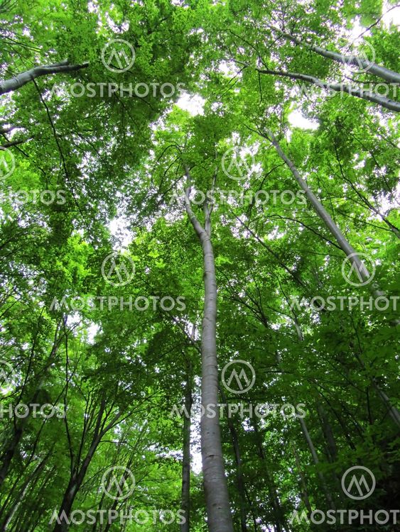 High trees