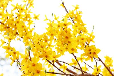 Fresh forsythia blooming in the garden 